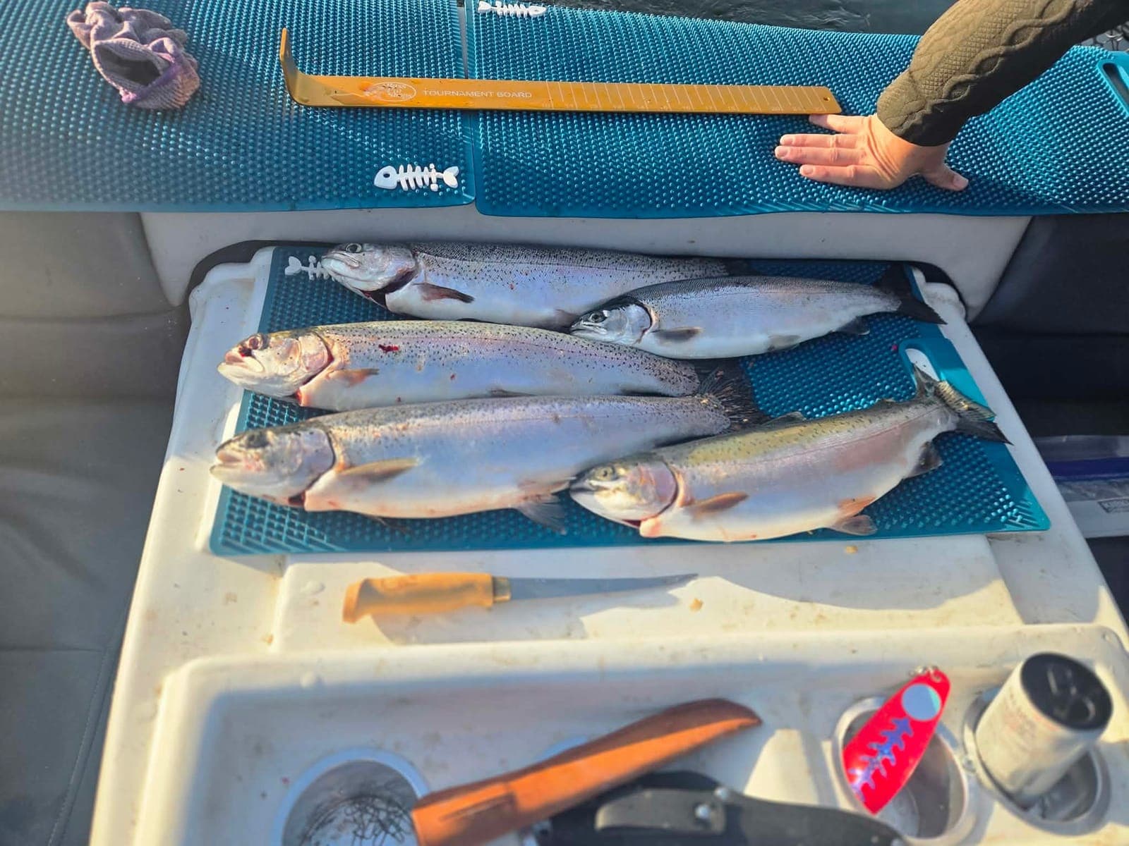 Coho Edition